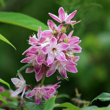 Deutzia Strawberry Fields - Deutzie