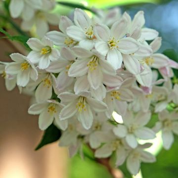 Deutzia lemoinei - Sternchenstrauch
