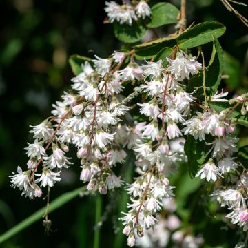 Deutzia scabra Codsall Pink - Scharfe Deutzie