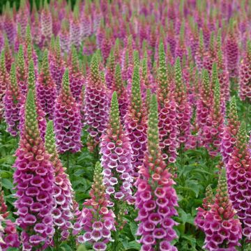 Fingerhut Candy Mountain (Samen) - Digitalis purpurea