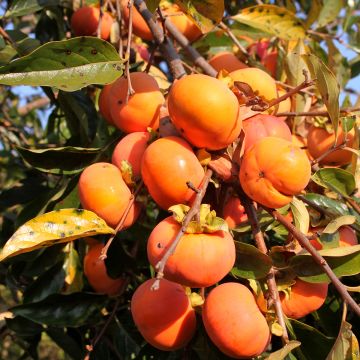 Kaki-Pflaume Sharon - Diospyros kaki