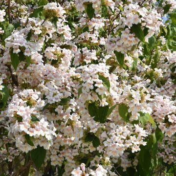 Dipelta floribunda - Doppelschild