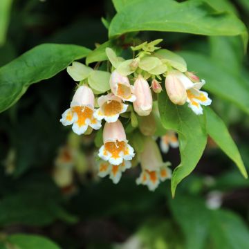 Dipelta yunnanensis - Doppelschild