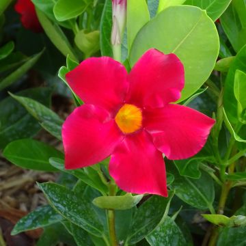 Dipladenia BELLA Compact Red - Mandevilla