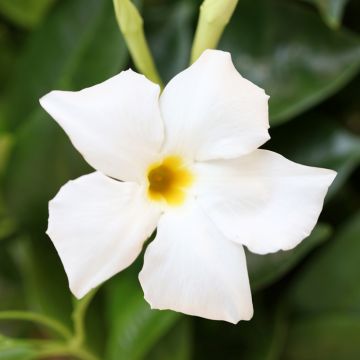 Dipladenia BELLA White - Mandevilla