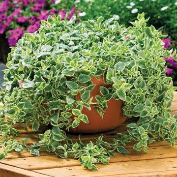 Mesembryanthemum Mezoo - Mittagsblume