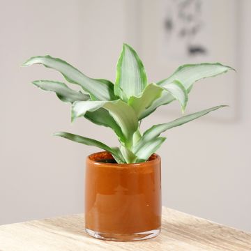 Dracaena Hawaii - Drachenbaum