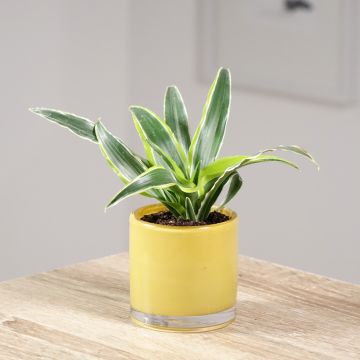 Dracaena Lemon Surprise - Drachenbaum