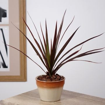 Dracaena Magenta - Drachenbaum
