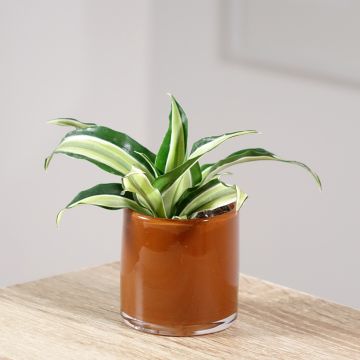 Dracaena Malaika - Drachenbaum