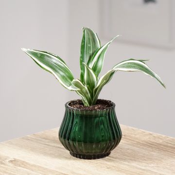 Dracaena White Jewel - Drachenbaum