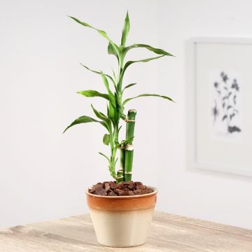 Dracaena sanderiana - Glücksbambus