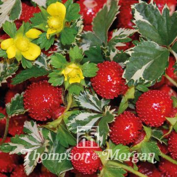 Graines de Duchesnea indica Harlequin - Fraisier des Indes 