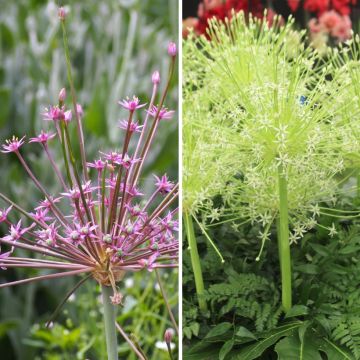 Duo Feuerwerk - Alliums schubertii