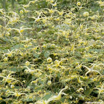 Epimedium rhizomatosum - Elfenblume