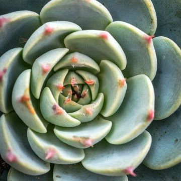Echeveria Shira - Echeverie