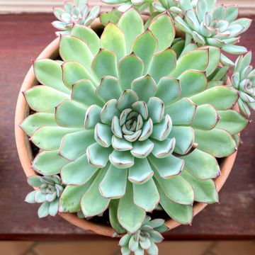 Echeveria pulidonis - Echeverie