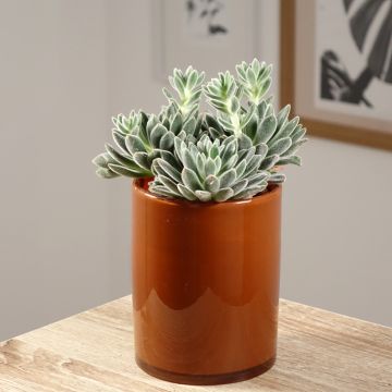 Echeveria setosa - Echeverie