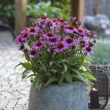 Echinacea purpurea Sun Magic Vintage Pink - Sonnenhut