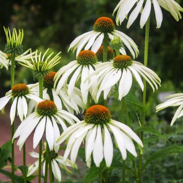Echinacea purpurea White Swan (BIO Samen) - Sonnenhut