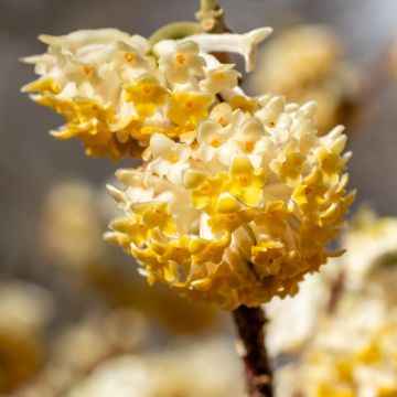 Edgeworthia chrysantha Grandiflora - Edgeworthie