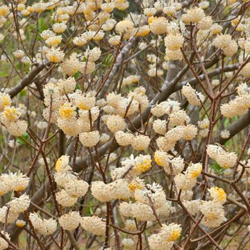 Edgeworthia chrysantha Nanjing Gold - Edgeworthie