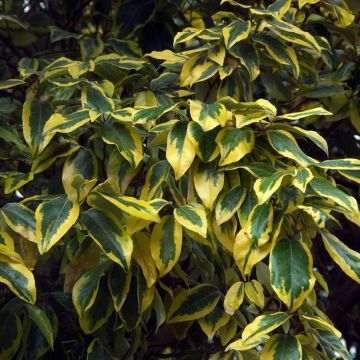 Wintergrüne Ölweide Gilt Edge - Elaeagnus ebbingei