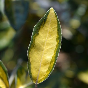 Wintergrüne Ölweide Limelight - Elaeagnus ebbingei