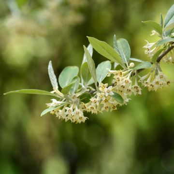 Korallen-Ölweide - Elaeagnus umbellata