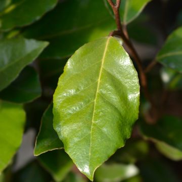 Wintergrüne Ölweide Crispy - Elaeagnus ebbingei 