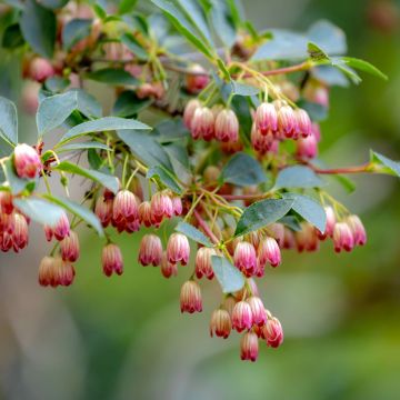 Enkianthus campanulatus - Prachtglocke