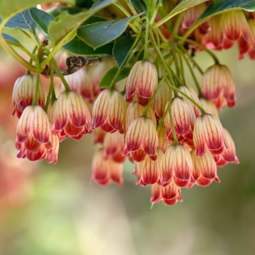 Enkianthus campanulatus Pagode - Prachtglocke