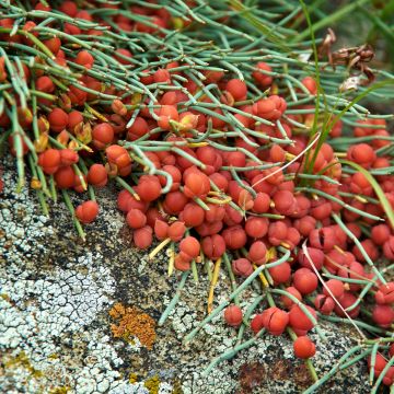 Ephedra minima - Meerträubel