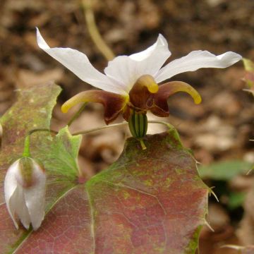 Epimedium Amanogawa - Elfenblume