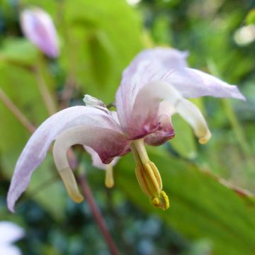Epimedium Enchantress, Fleur des elfes