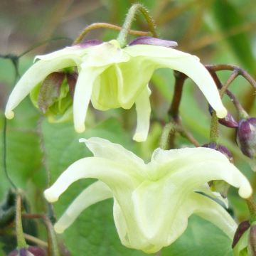 Epimedium grandiflorum subsp. koreanum La Rocaille - Großblumige Elfenblume