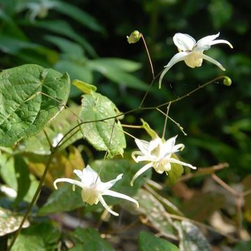 Epimedium latisepalum - Elfenblume