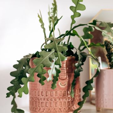 Sägeblattkaktus - Epiphyllum anguliger