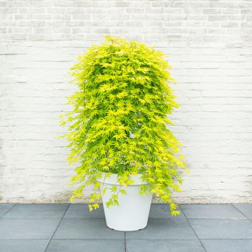 Fächerahorn  Cascade Citrine - Acer palmatum
