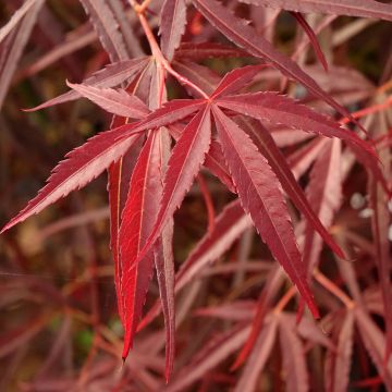 Fächerahorn Red Pygmy - Acer palmatum