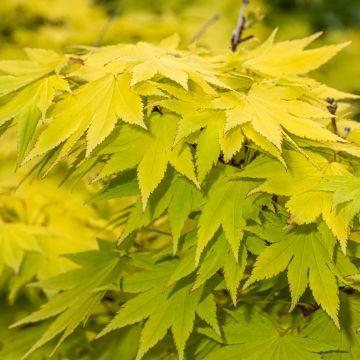 Japanischer Ahorn Jordan - Acer shirasawanum