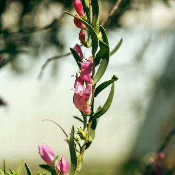Eremophila laanii - Emustrauch