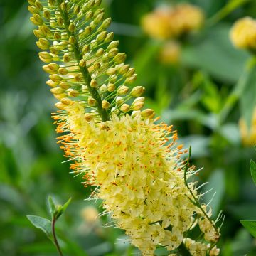 Eremurus bungei - Steppenkerze