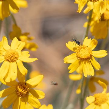 Eriophyllum lanatum subsp. arachnoideum Ssp. Arachnoideum - Großköpfiges Wollblatt