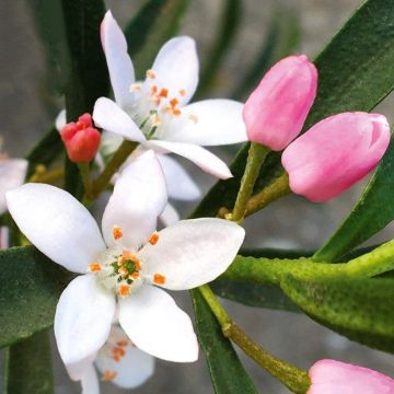 Eriostemon myoporoides Flower Girl Pink - Langblättrige Wachsblume
