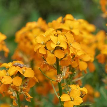 Erysimum allionii Zwerg Mango - Garten-Goldlack