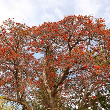 Erythrina caffra - Korallenstrauch