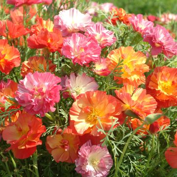 Goldmohn Jelly Beans (Samen) - Eschscholzia californica