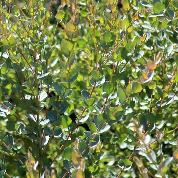 Eucalyptus kruseana latens Moon Lagoon