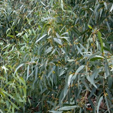 Eucalyptus paliformis 